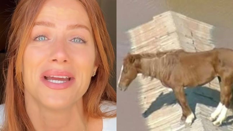 Giovanna Ewbank manifesta interesse em adotar cavalo resgatado no Rio Grande do Sul - Reprodução/Instagram/Globo
