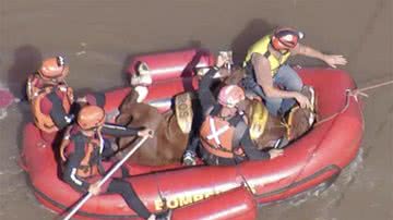 Resgate do cavalo Caramelo no Rio Grande do Sul - Foto: Reprodução / GloboNews
